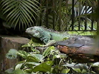 Iguana